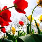 Image © from Flickr Creative Commons by EJP Photo