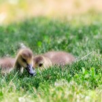 Image © from Flickr Creative Commons by EJP Photo