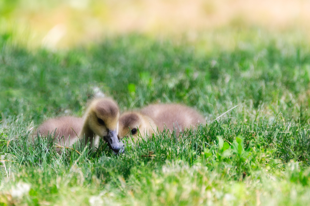 Image © from Flickr Creative Commons by EJP Photo