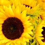 Image © from Flickr Creative Commons by EJP Photo
