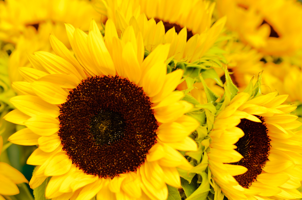 Image © from Flickr Creative Commons by EJP Photo