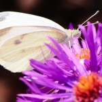 Image © from Flickr Creative Commons by EJP Photo