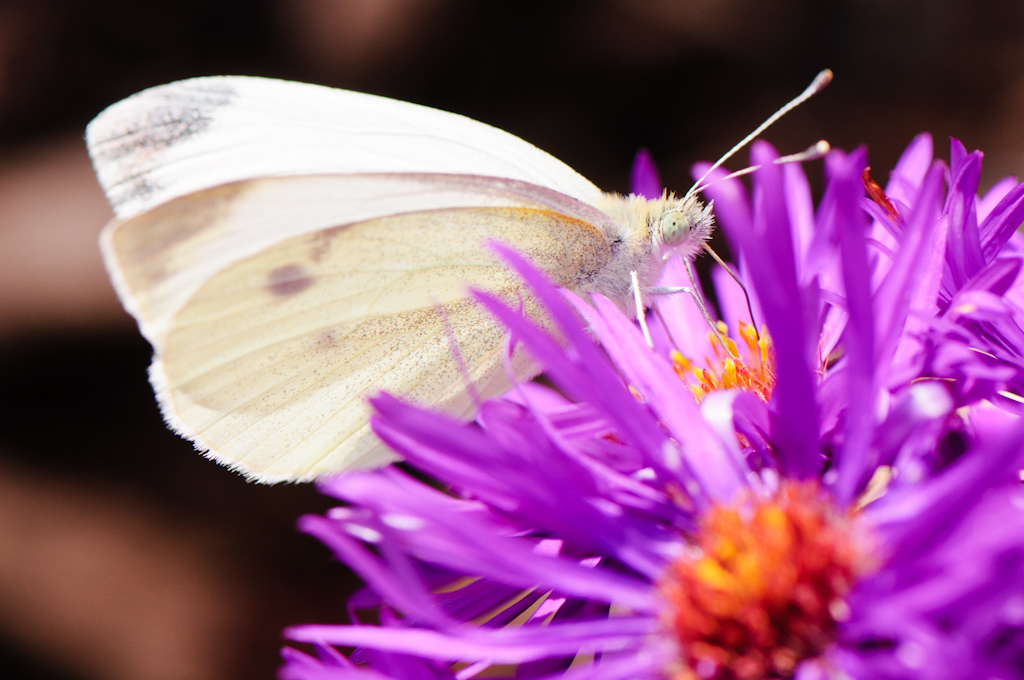 Image © from Flickr Creative Commons by EJP Photo