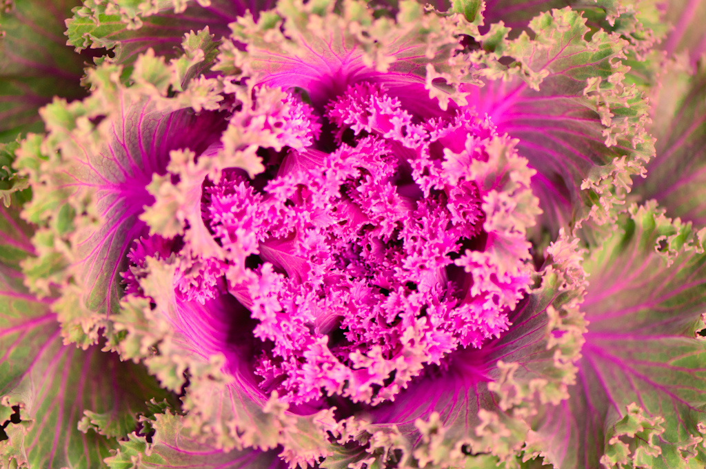 Image © from Flickr Creative Commons by EJP Photo